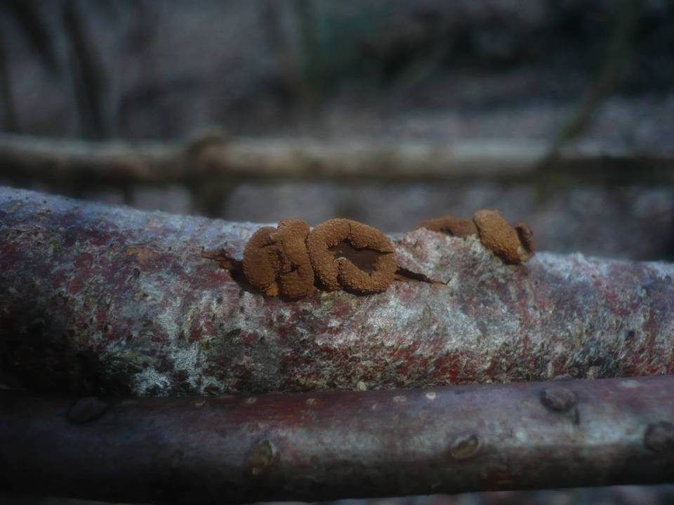 Encoelia furfuracea image