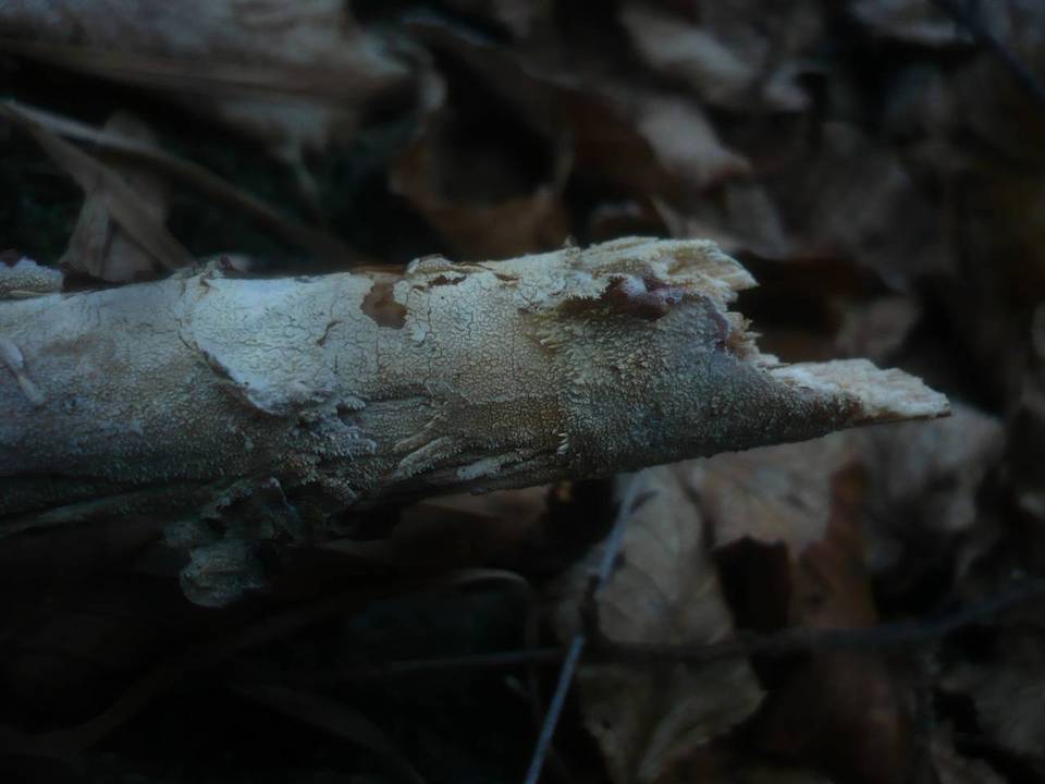 Hyphodontia rimosissima image