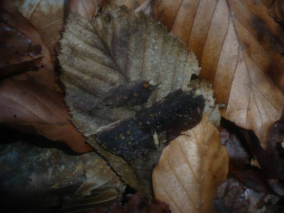 Hypocrea minutispora image