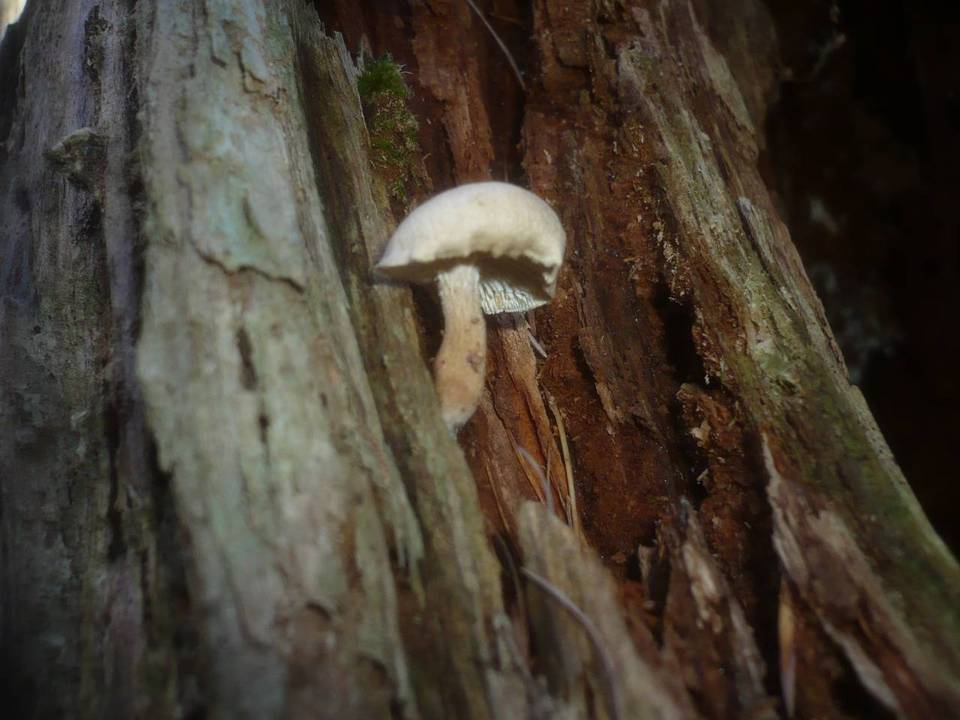 Neolentinus adhaerens image