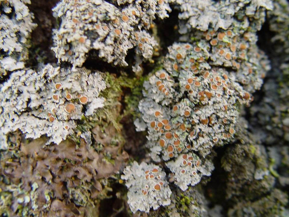 Degelia plumbea image