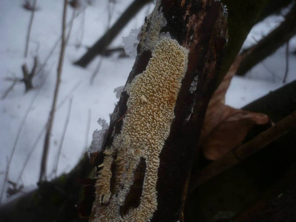 Basidioradulum radula image