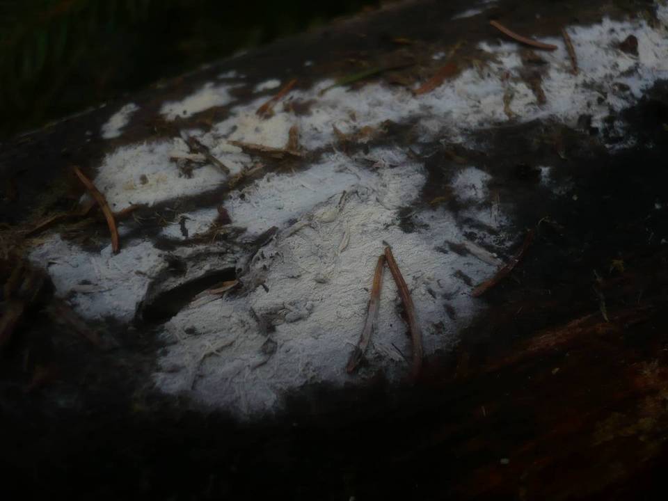 Sistotrema brinkmannii image