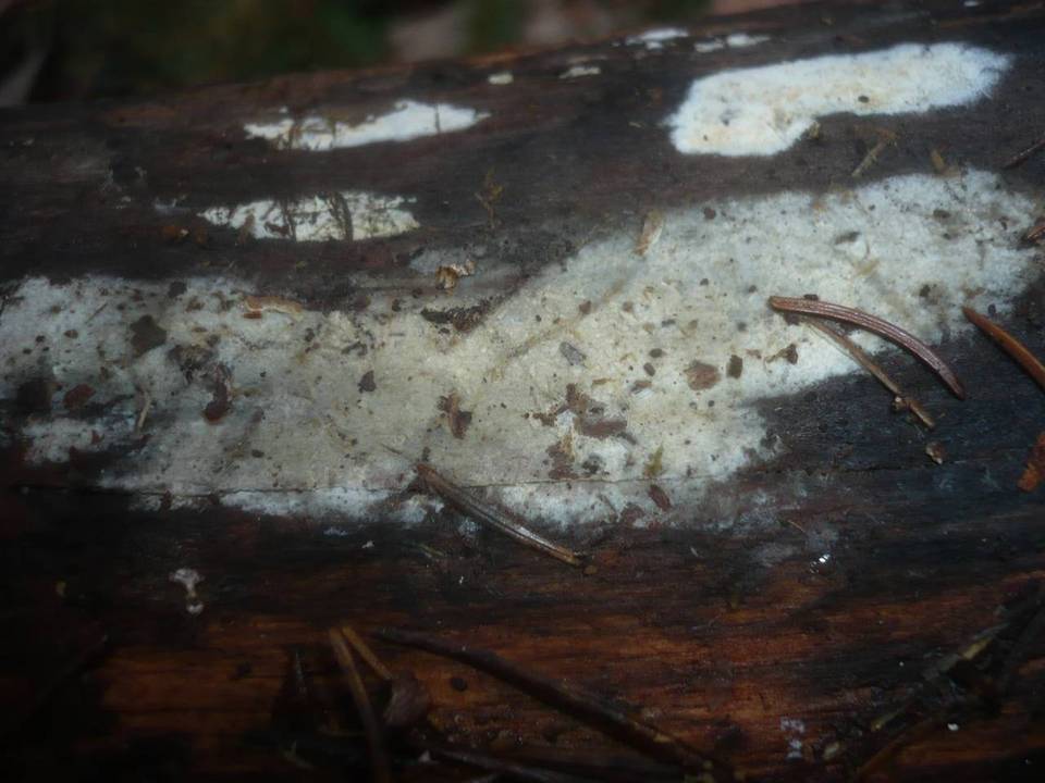 Sistotrema oblongisporum image
