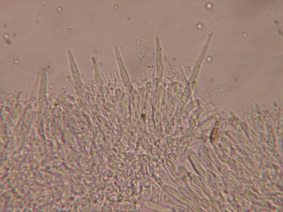 Phlebia phlebioides image