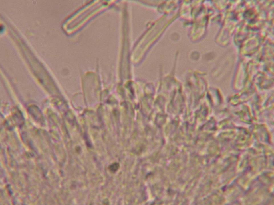 Phlebia phlebioides image