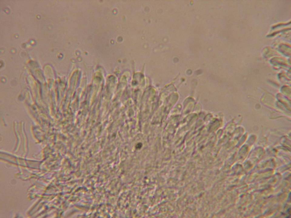 Phlebia phlebioides image
