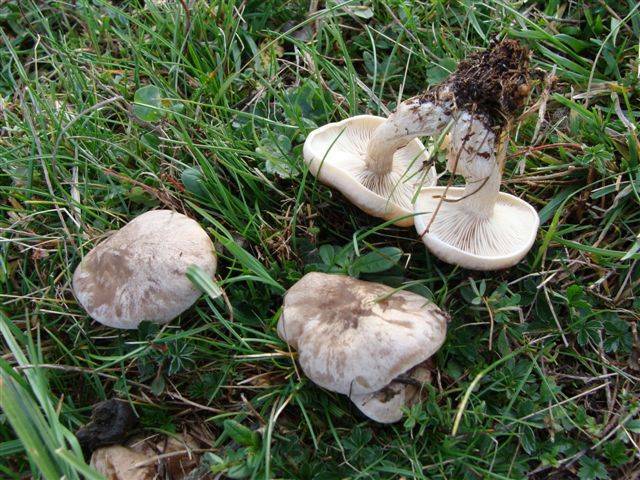 Lepista panaeola image
