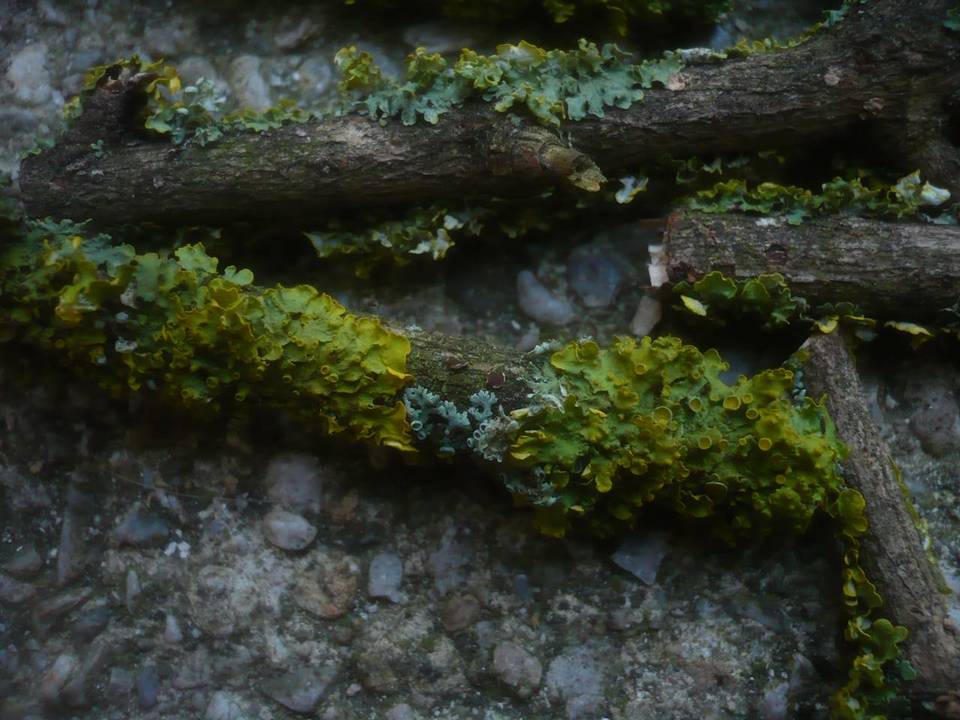 Velutarina rufo-olivacea image