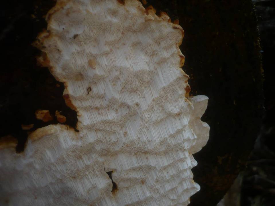 Antrodia serialis image