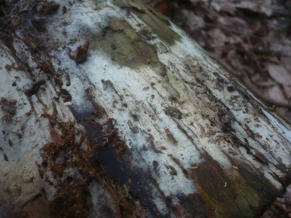 Botryobasidiaceae image