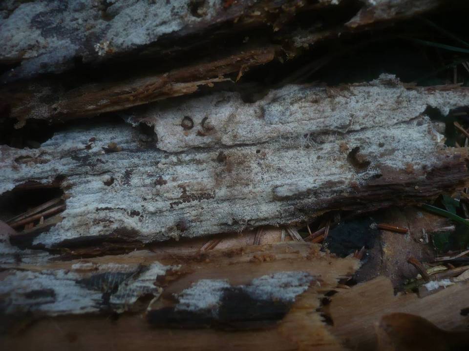 Botryobasidiaceae image