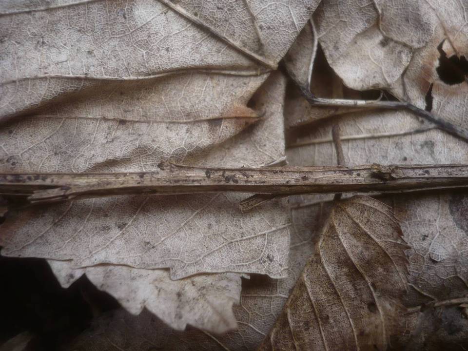 Diaporthe sarothamni image