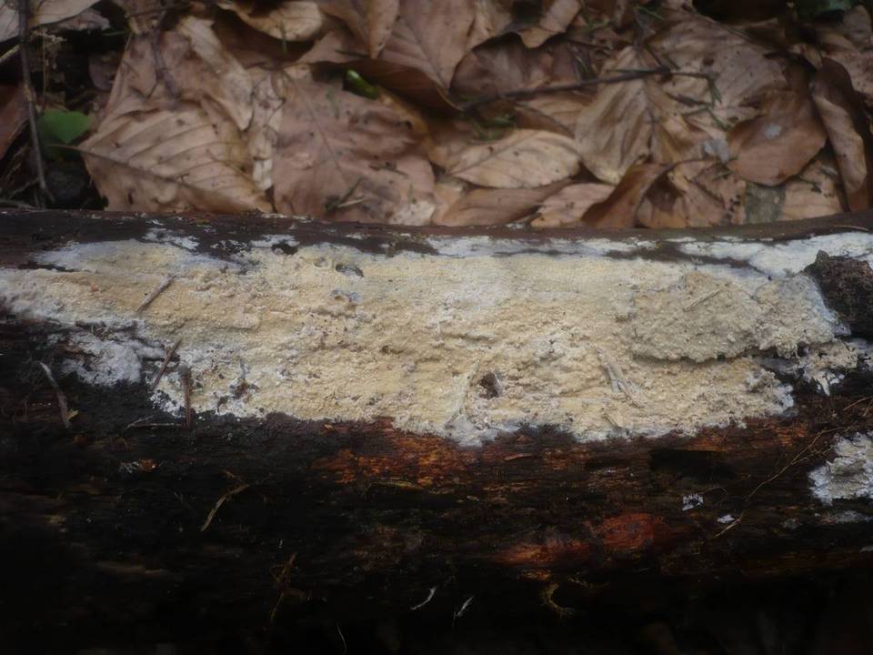 Gloiothele image