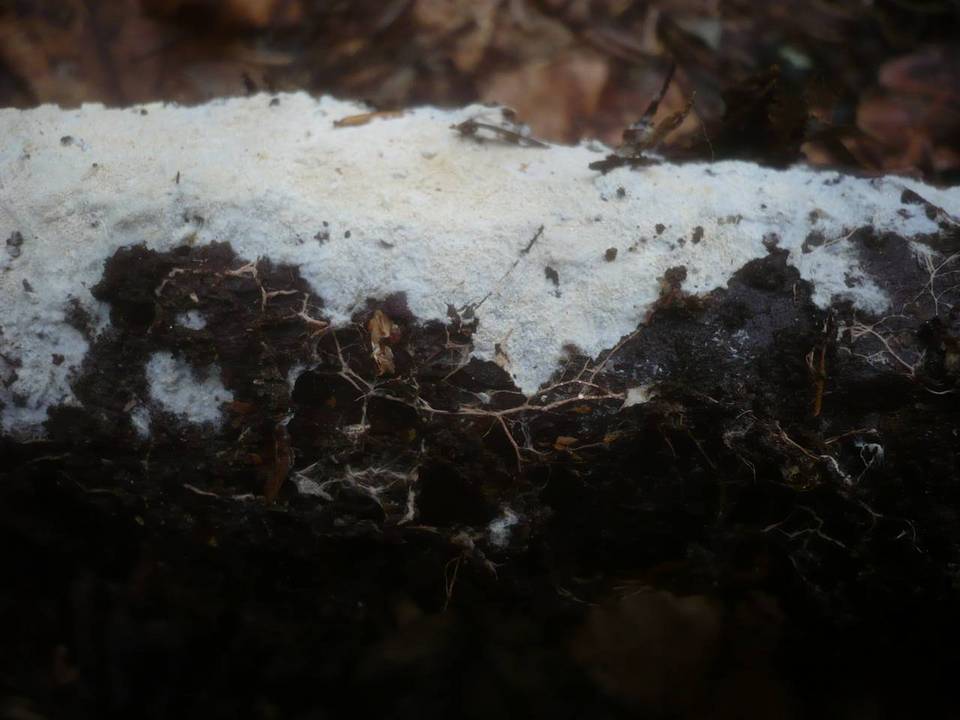 Fibulomyces image