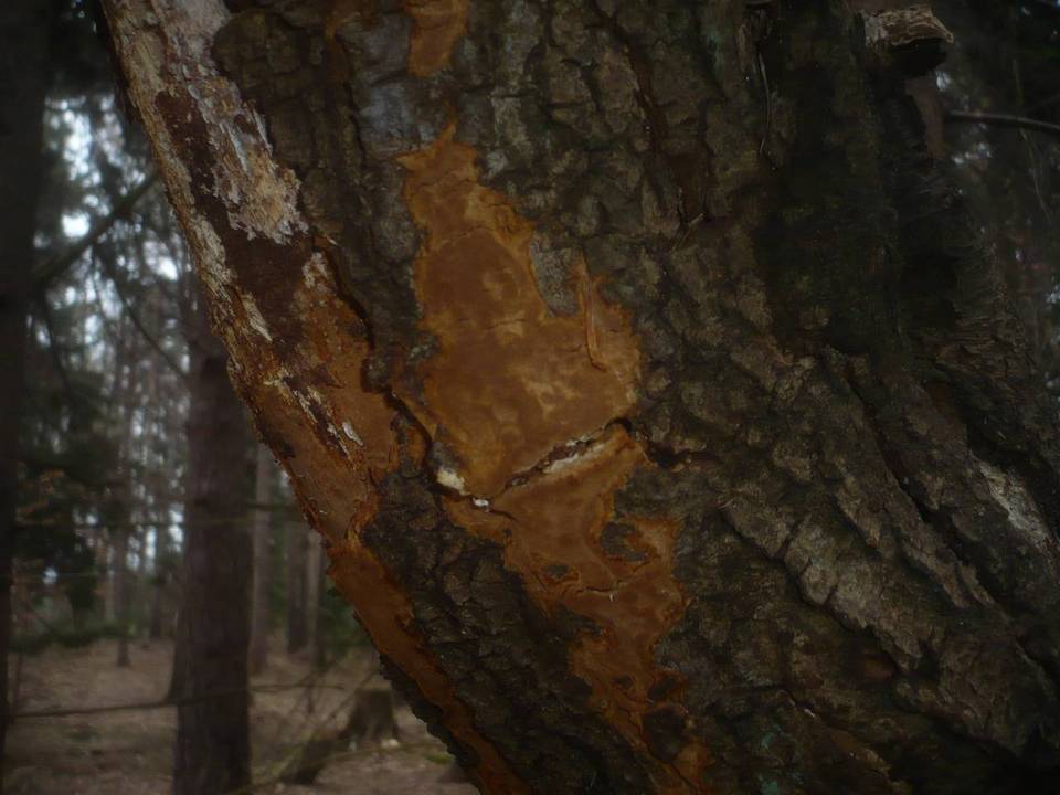 Fuscoporia ferruginosa image