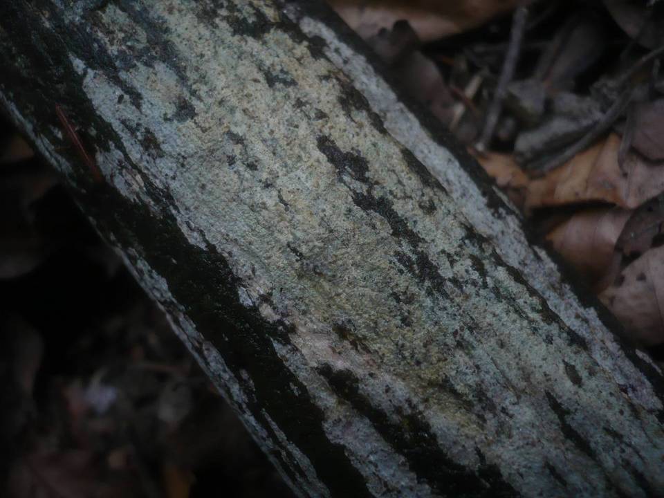 Cabalodontia subcretacea image