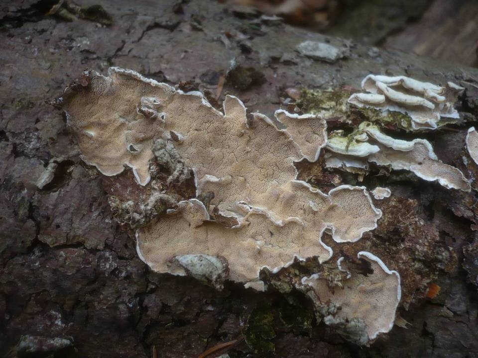 Skeletocutis carneogrisea image