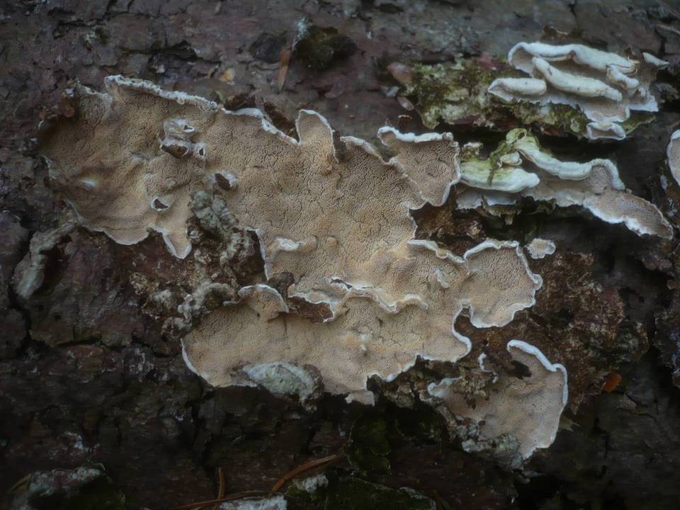 Skeletocutis carneogrisea image