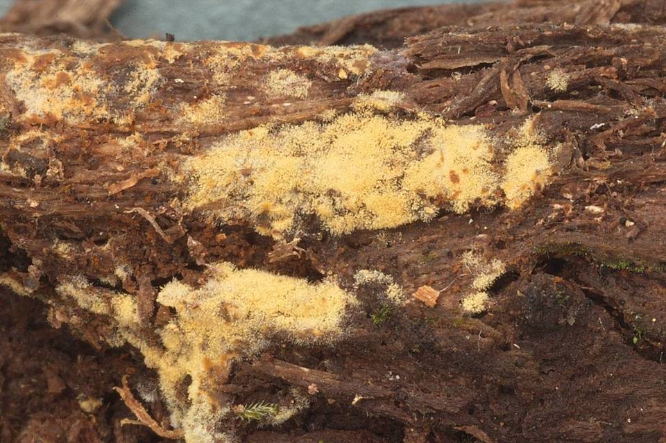 Botryobasidium conspersum image