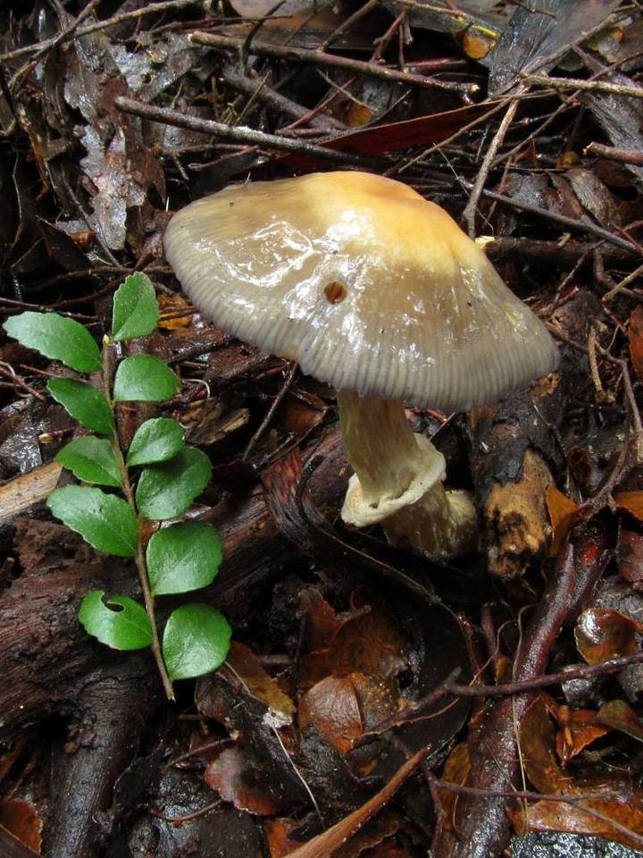 Cortinarius metallicus image