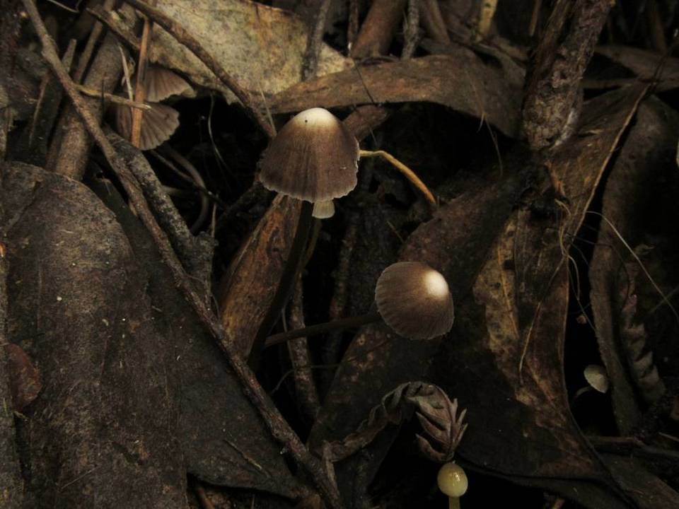 Mycena albidofusca image
