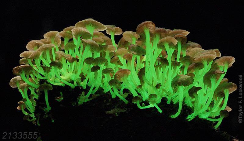 Mycena lucentipes image