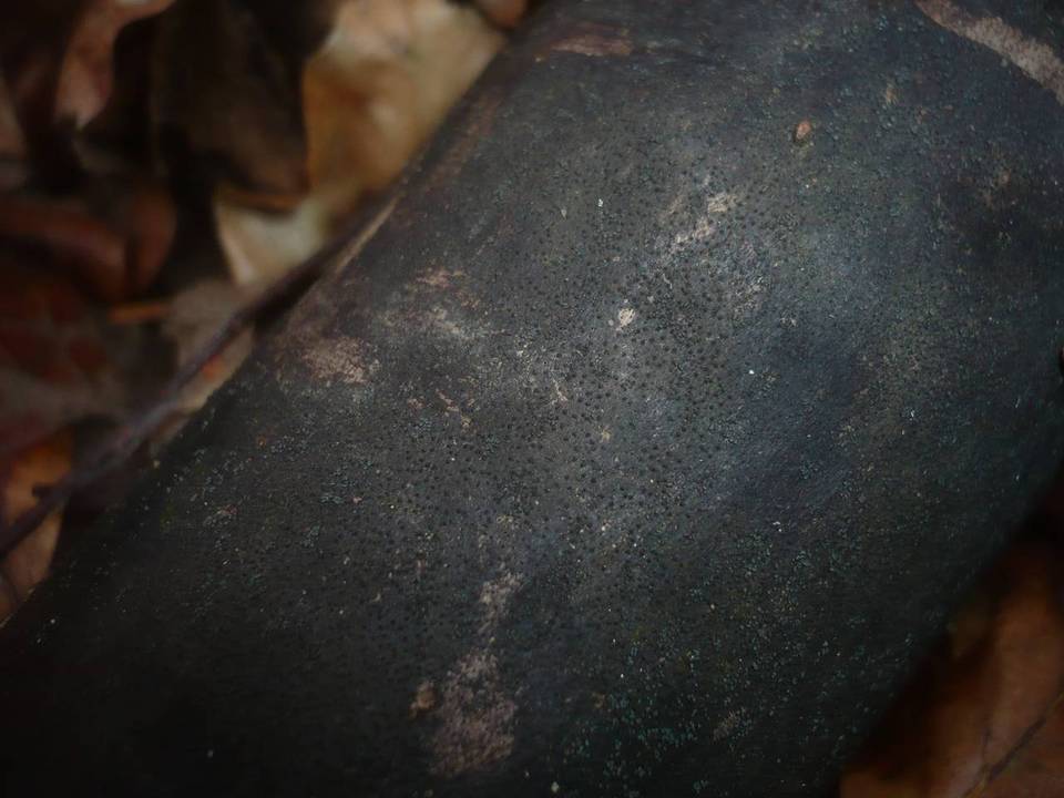 Eutypa maura image