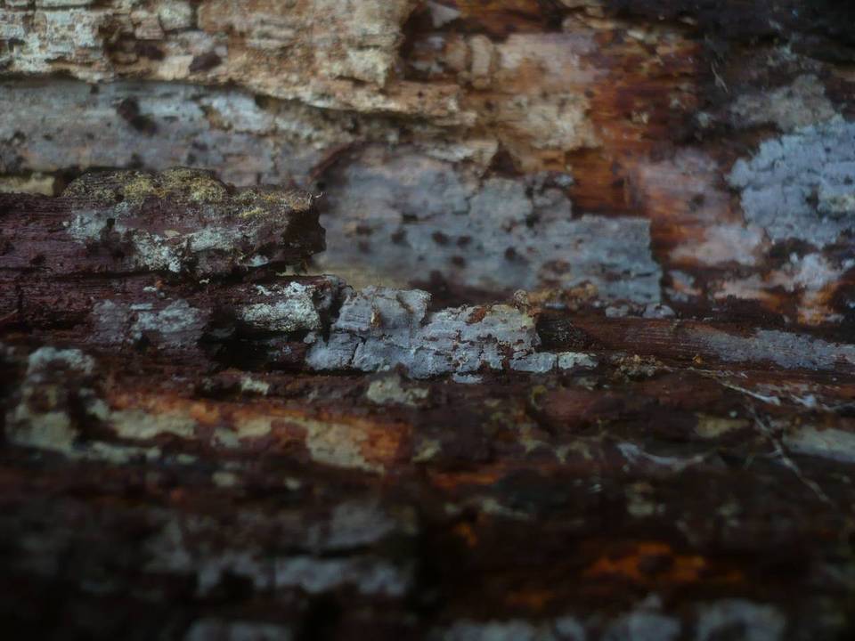 Amyloxenasma allantosporum image