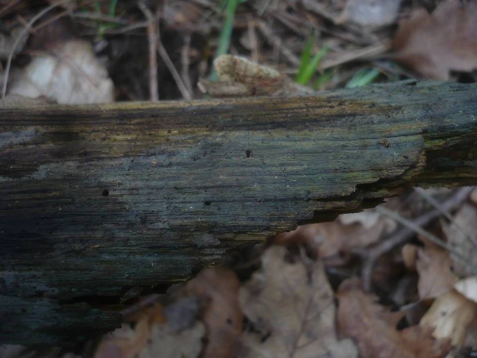 Amyloxenasma allantosporum image