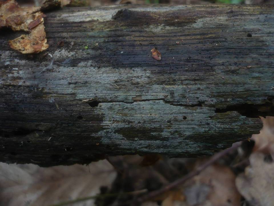 Amyloxenasma allantosporum image
