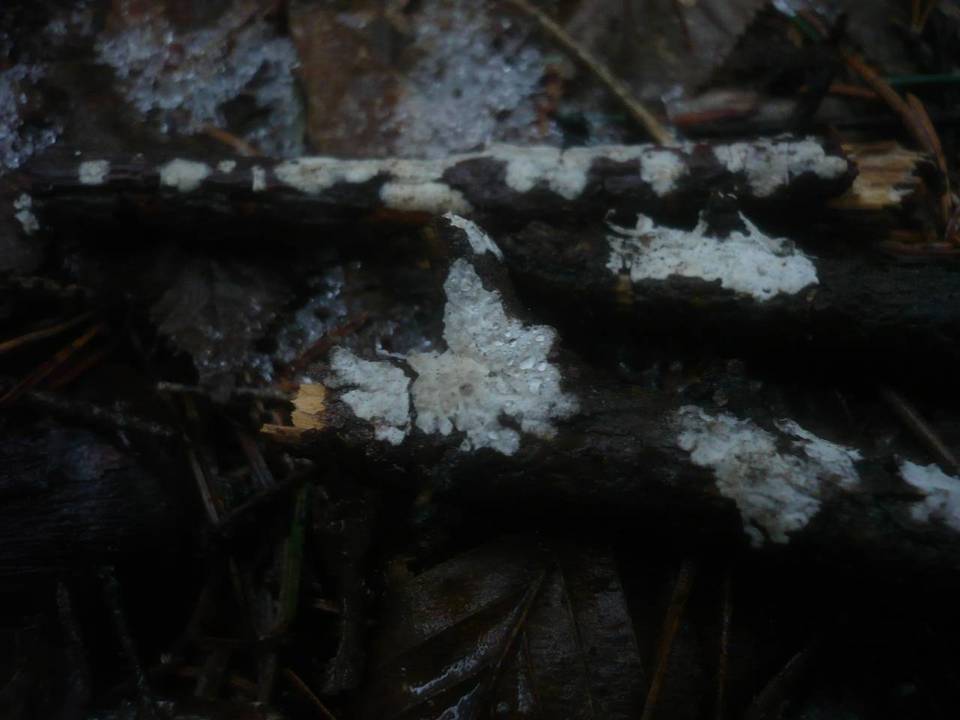 Aleurodiscus canadensis image