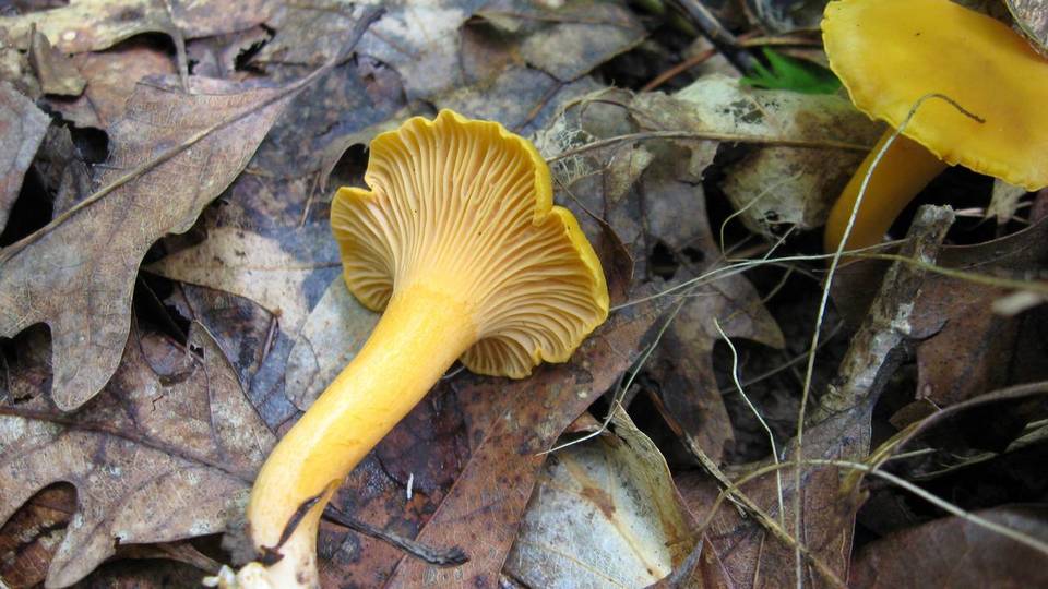 Cantharellus spectaculus image