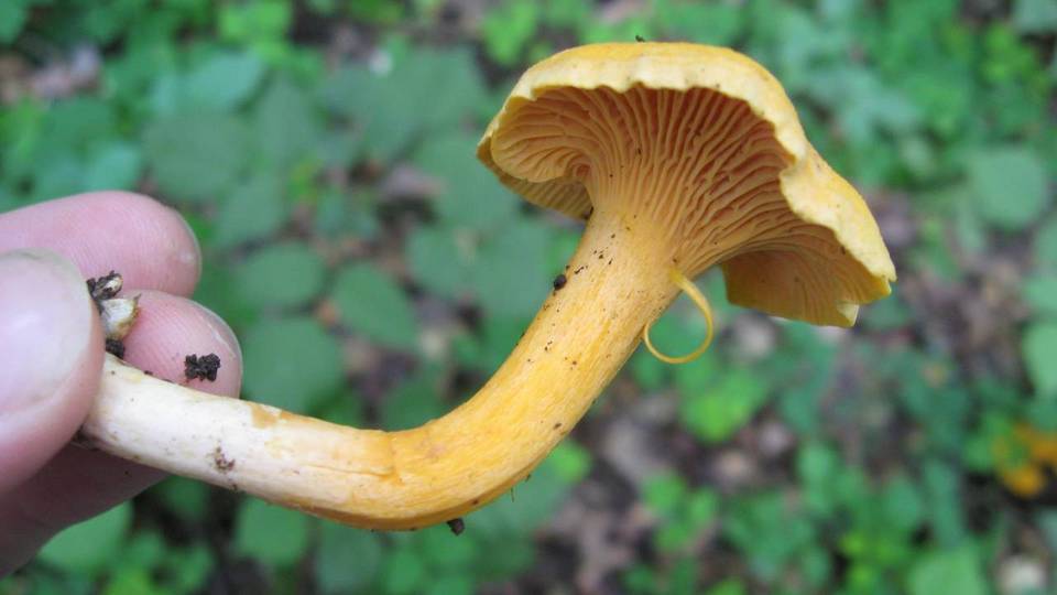 Cantharellus spectaculus image