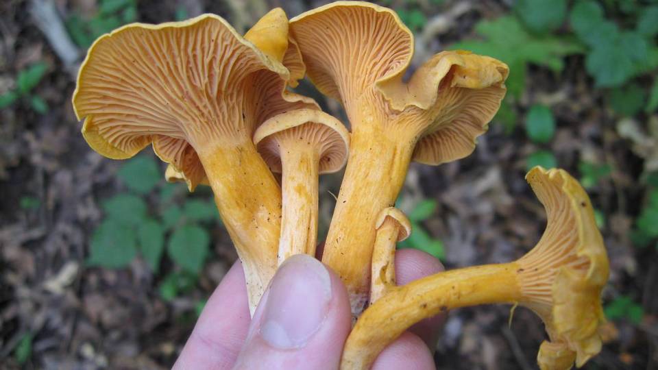 Cantharellus spectaculus image