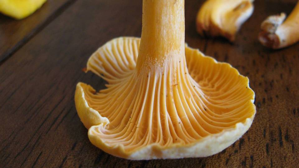 Cantharellus spectaculus image