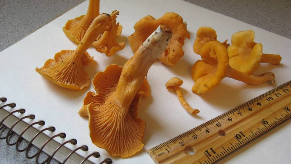 Cantharellus spectaculus image