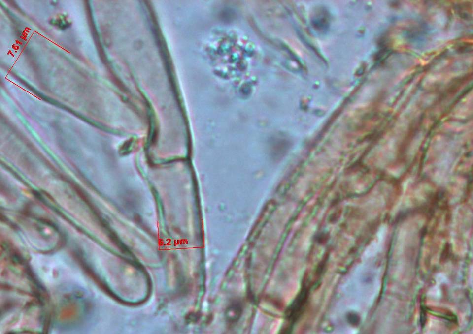 Gymnopilus fuscosquamulosus image