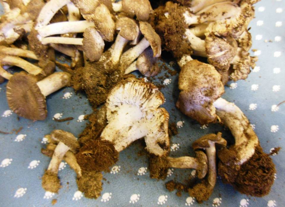 Inocybe bakeri image