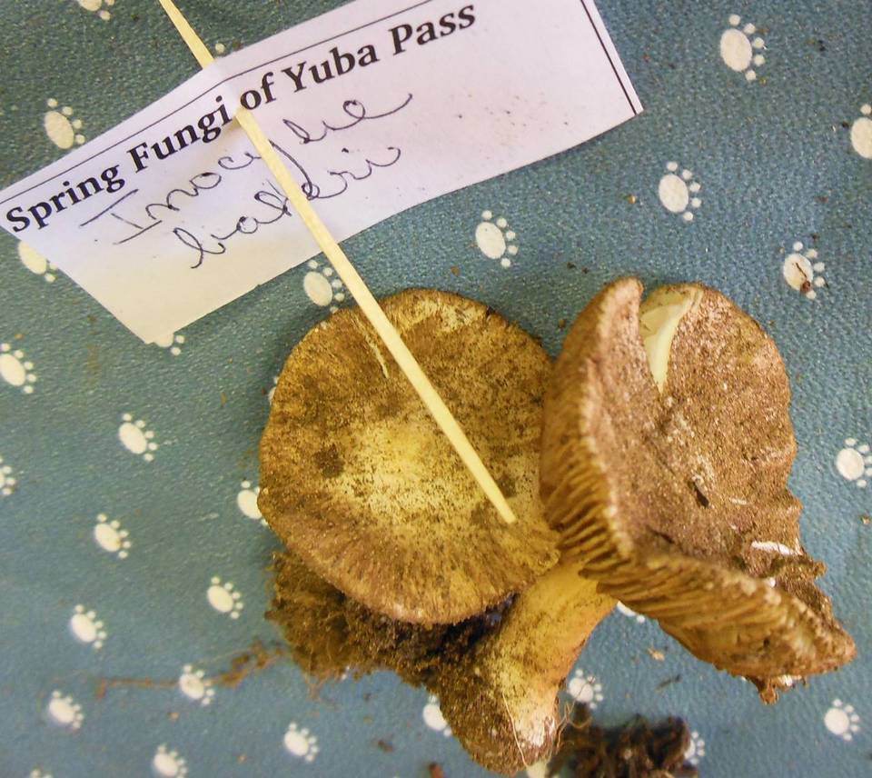 Inocybe bakeri image