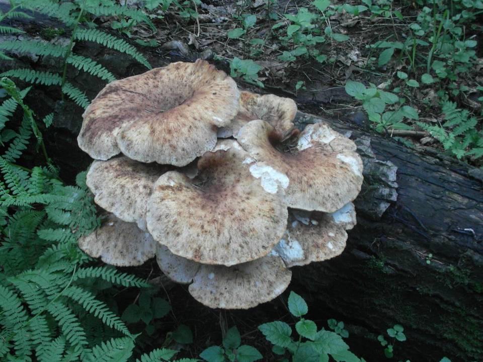 Neolentinus schaefferi image