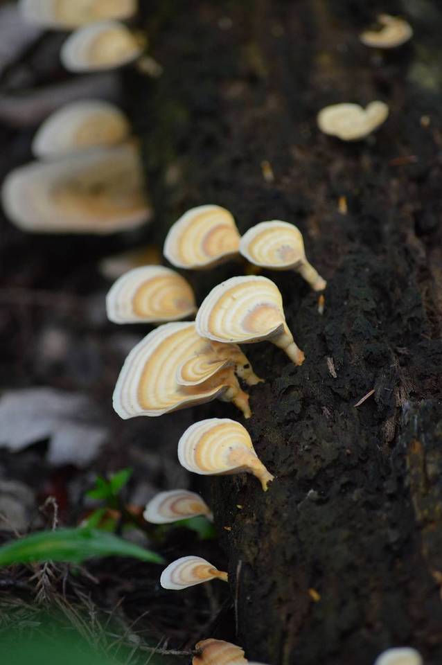 Microporellus obovatus image
