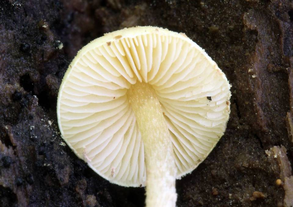 Cystolepiota icterina image