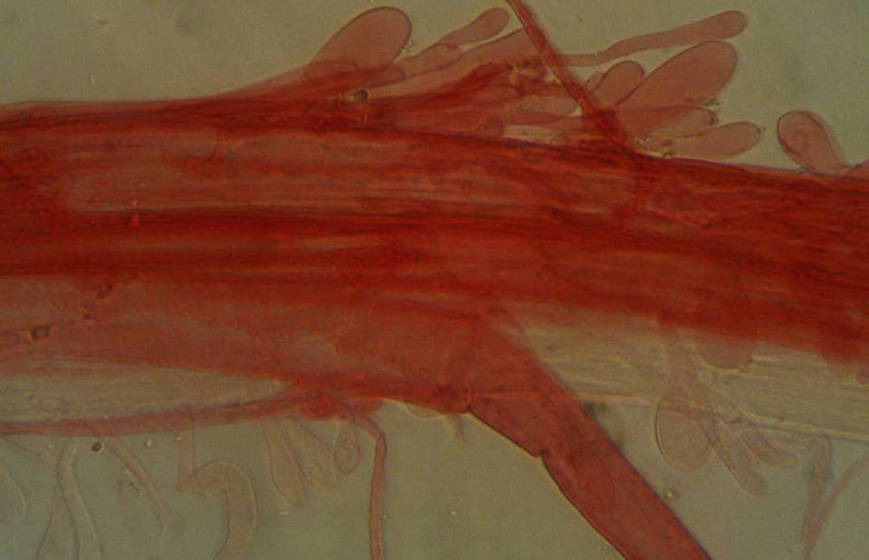 Mycena pearsoniana image