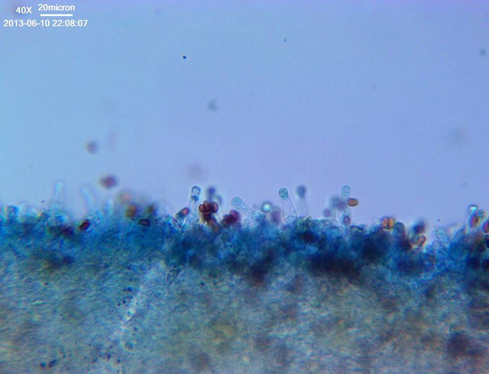 Psathyrella subamara image