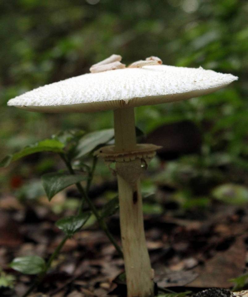 Chlorophyllum subrhacodes image