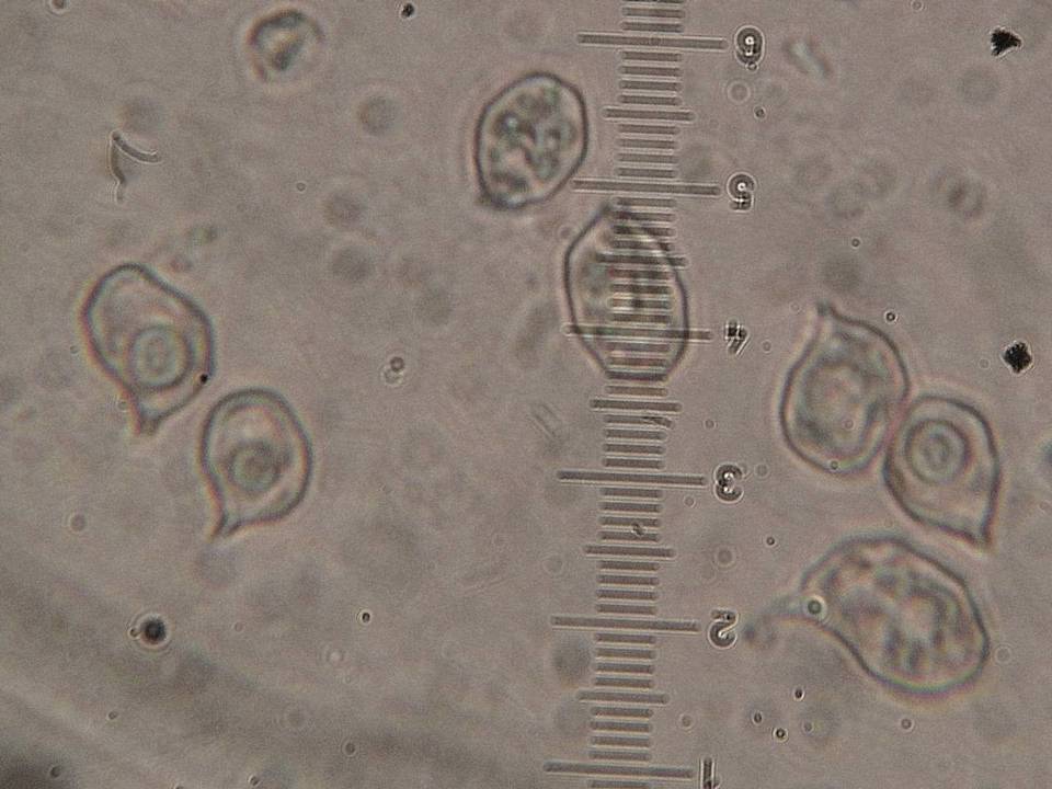 Nolanea substrictior image