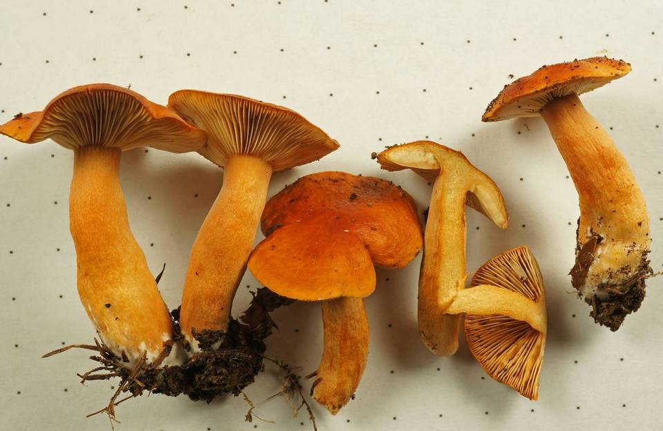 Lactarius substriatus image