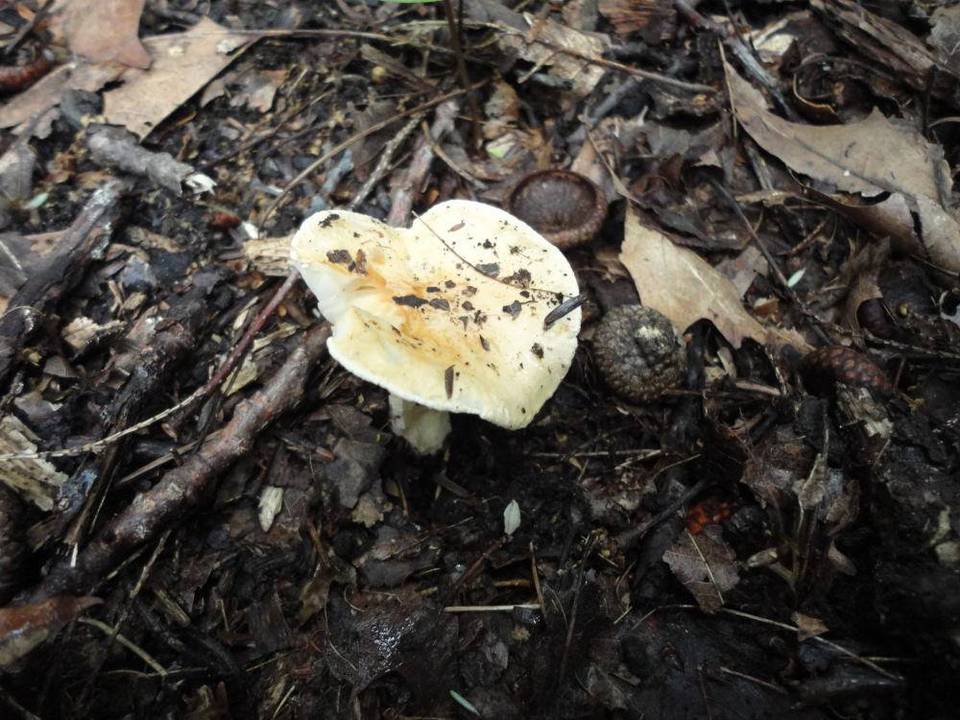 Hygrophorus laurae image