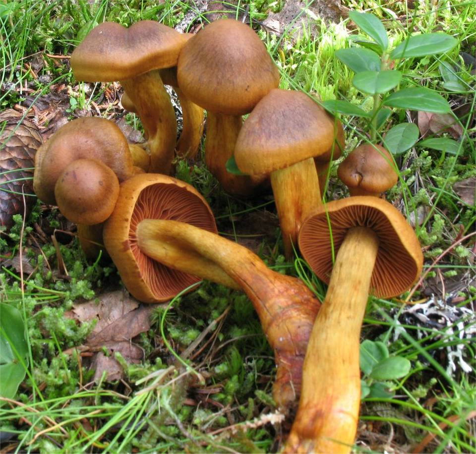 Cortinarius fervidus image